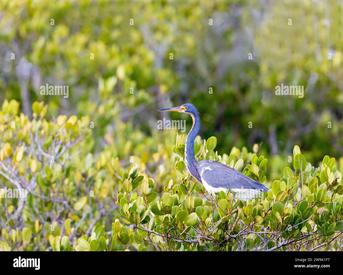 Dreifarbigen Heron Stockfoto