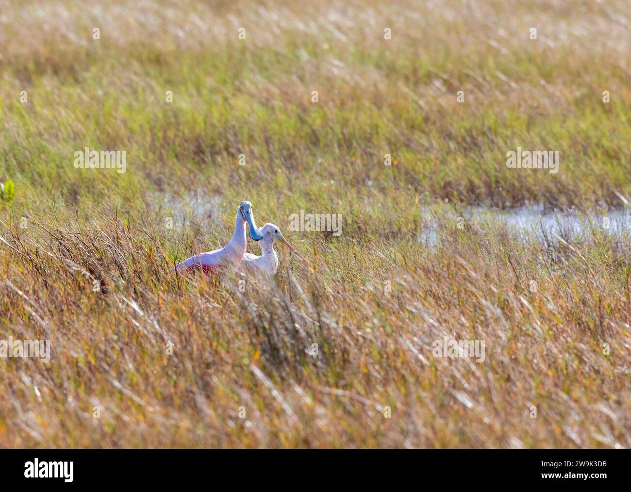 Zwei Rosettenlöffelschnabel, Erwachsene und Jugendliche, die im Gras liegen Stockfoto