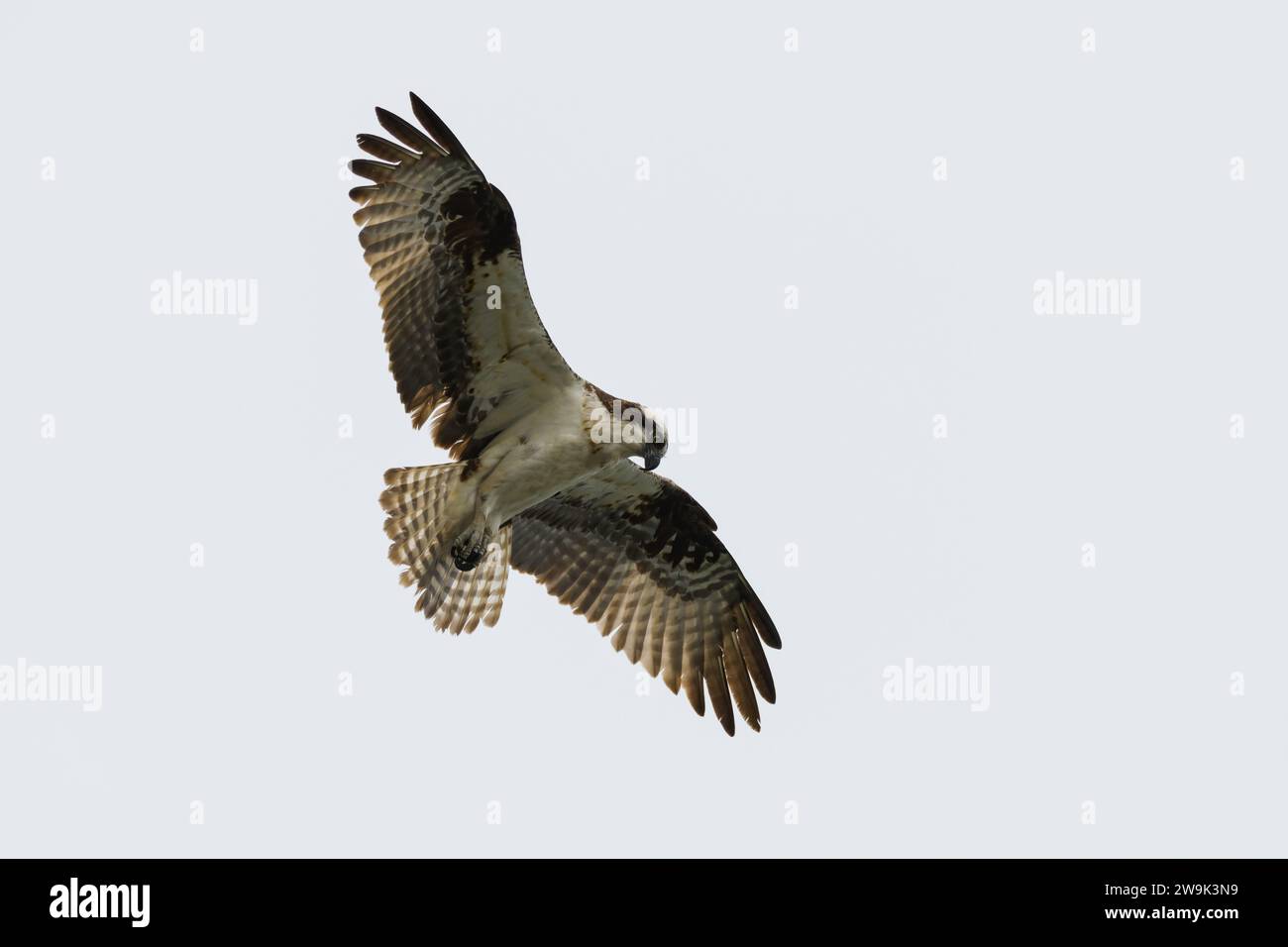 Wilder Fischadler isoliert gegen weißen Himmel mit Flügeln und Federn Stockfoto