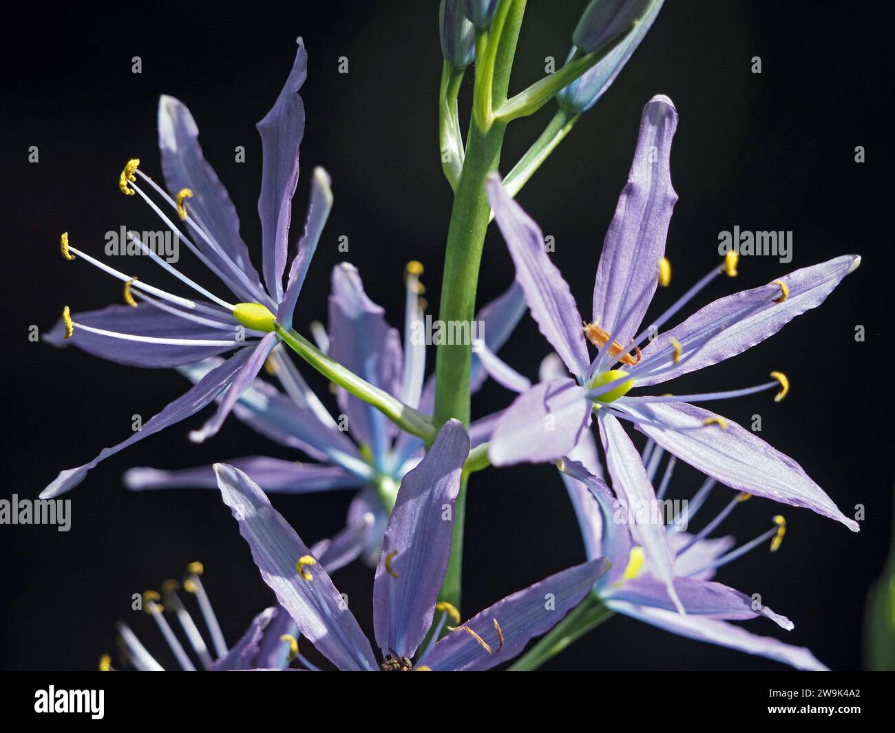 Blaue Blütenblätter der Camassia cusickii-Blüten stehen im Kontrast zu gelben Eierstöcken und Pollenanthern am Ende langer blauer Staubblätter vor dunklem Hintergrund Stockfoto