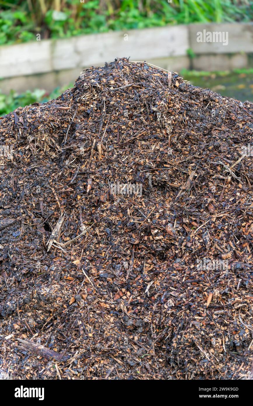 Verrottende Haufen organischer Vegetationsabfälle, die im Frühjahr als nährstoffreicher Kompost und Mulch für den Gemüsebettboden recycelt werden sollen, Stock Phot Stockfoto