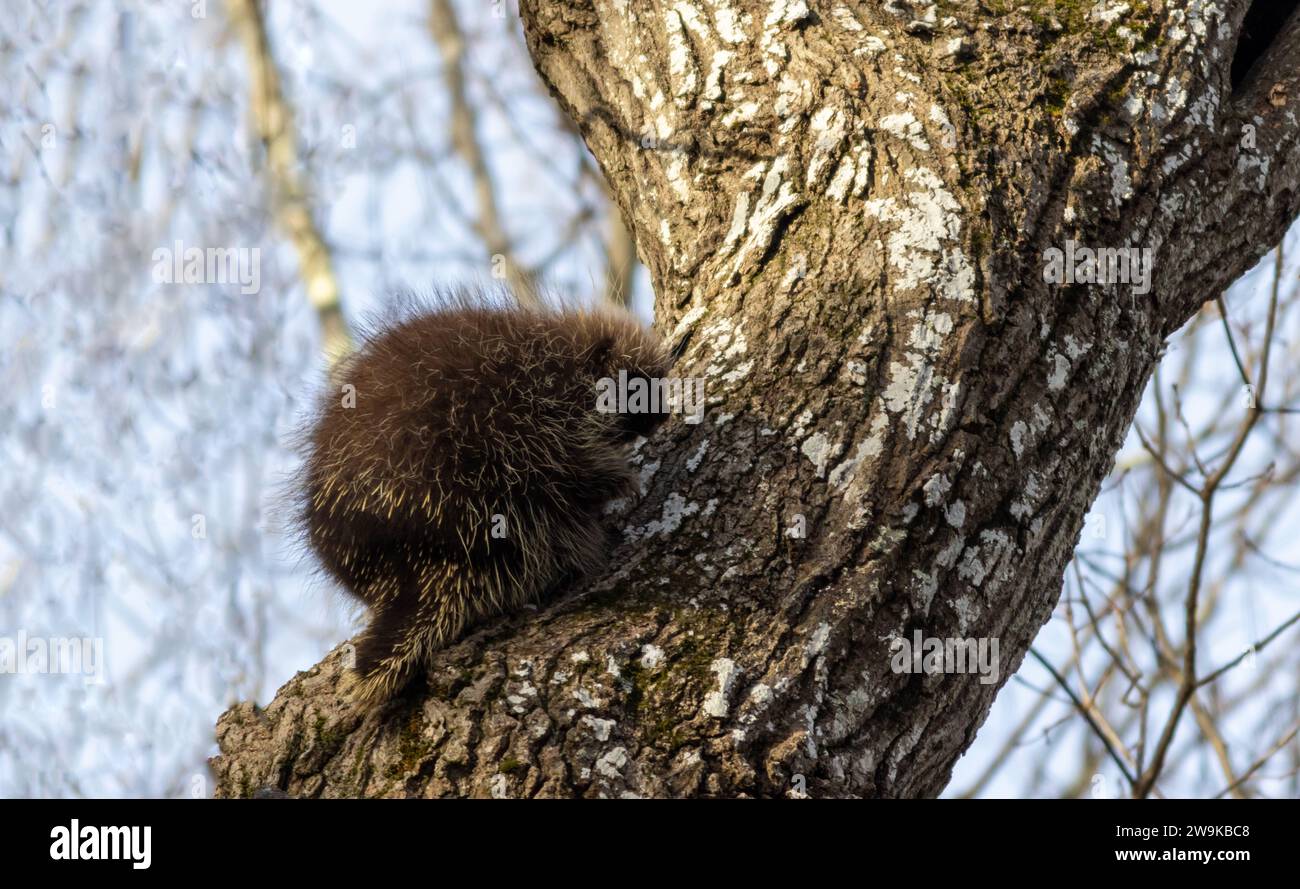 Nordamerikanisches Stachelschwein, Erethizon dorsatum, klettern auf einen Baum mit leicht nach unten gedrehtem Kopf in Richtung Kamera am späten Herbstnachmittag und sanftem Sonnenlicht Stockfoto