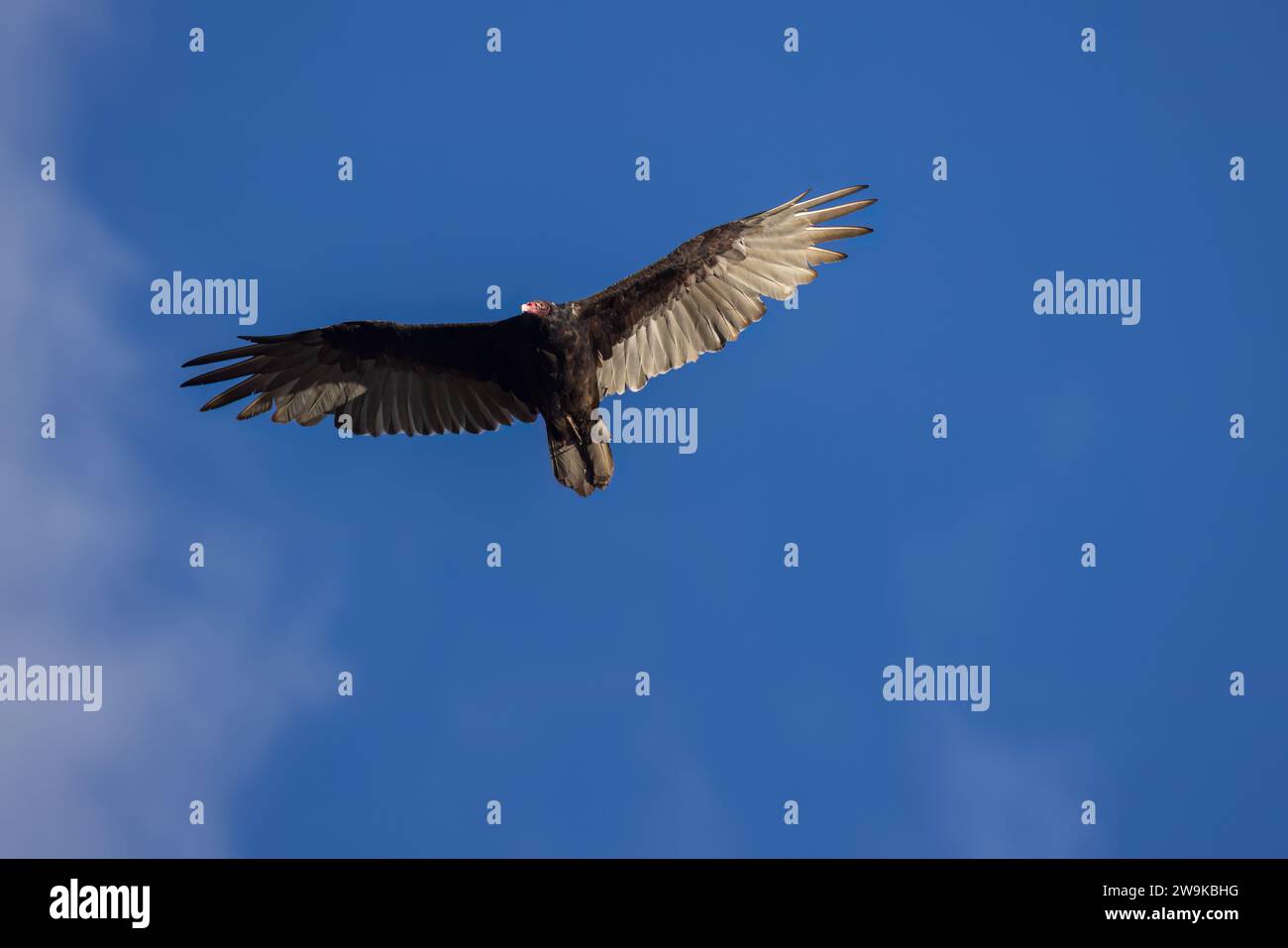 Truthahngeier fliegen über dem Norden von Wisconsin. Stockfoto