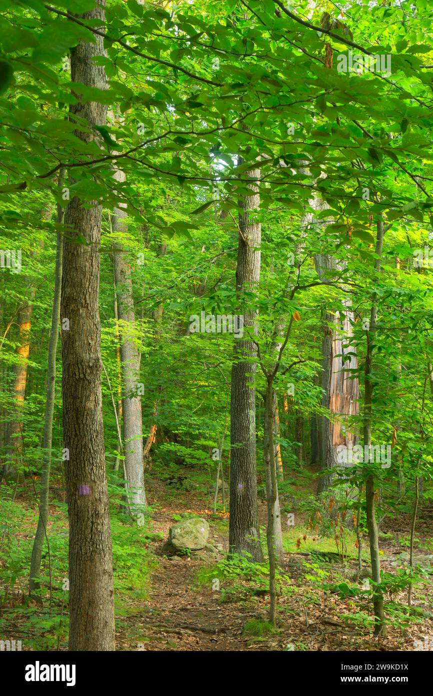 Violet Trail, Sleeping Giant State Park, Connecticut Stockfoto