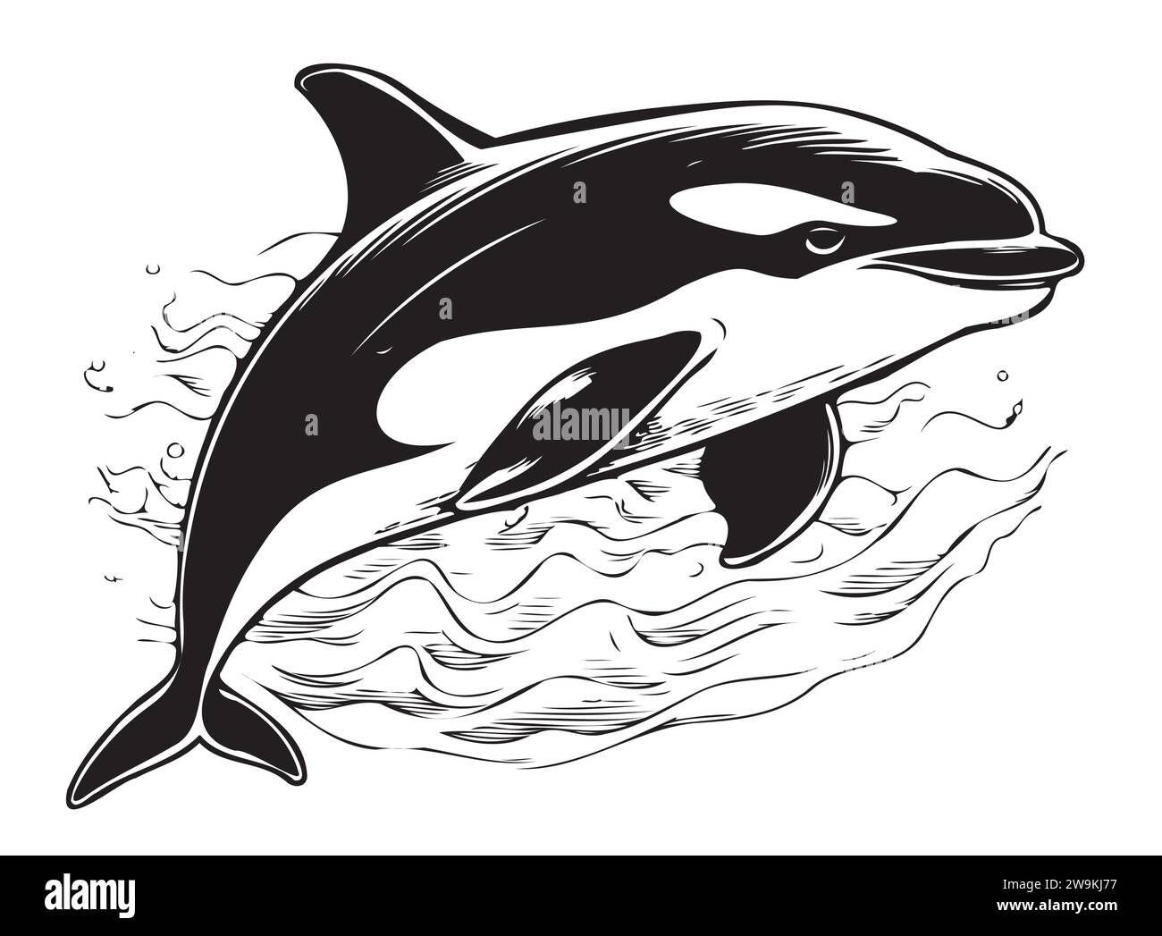 Killerwal, Meerestier, isolierte Skizze. Grampus-Vektor-Illustration. Orca- oder Zahnwal, Meeresräuber, die mit gebogenem Schwanz aus dem Wasser springen. Für Logo, Grußkarte und Design. Stock Vektor