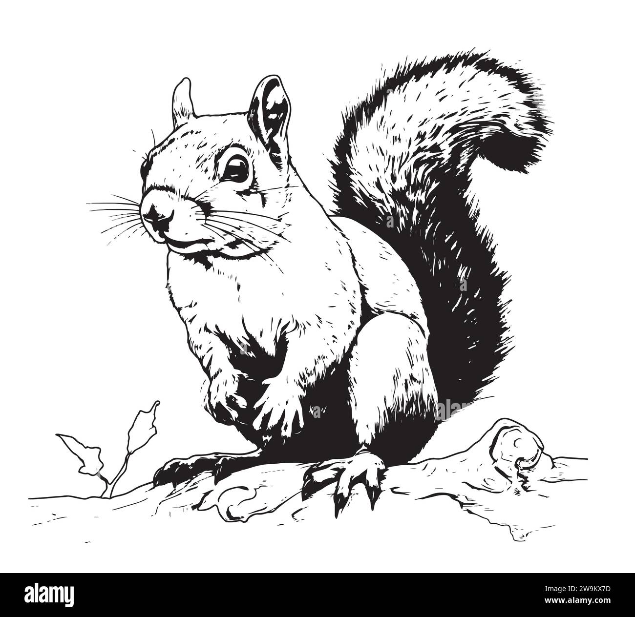 Hand gezeichnet Gravurstift und Tinte Eichhörnchen Vintage Vektor Illustration Stock Vektor