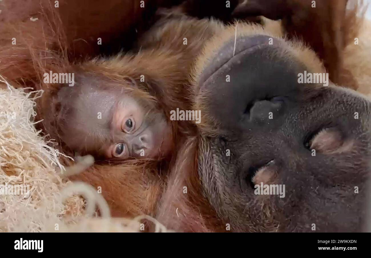 St. Louis, Usa. Dezember 2023. Rubih, eine 19-jährige Sumatra-Orang-Utan, wird gezeigt, wie sie ihr erstes Baby im Saint Louis Zoo in St. hält Louis am Freitag, 22. Dezember 2023. Dies ist die erste Orang-Utan-Geburt im Zoo seit neun Jahren und eine wichtige Ergänzung der Bevölkerung der bedrohten Sumatra-Orang-Utans. Foto: Saint Louis Zoo/UPI Credit: UPI/Alamy Live News Stockfoto