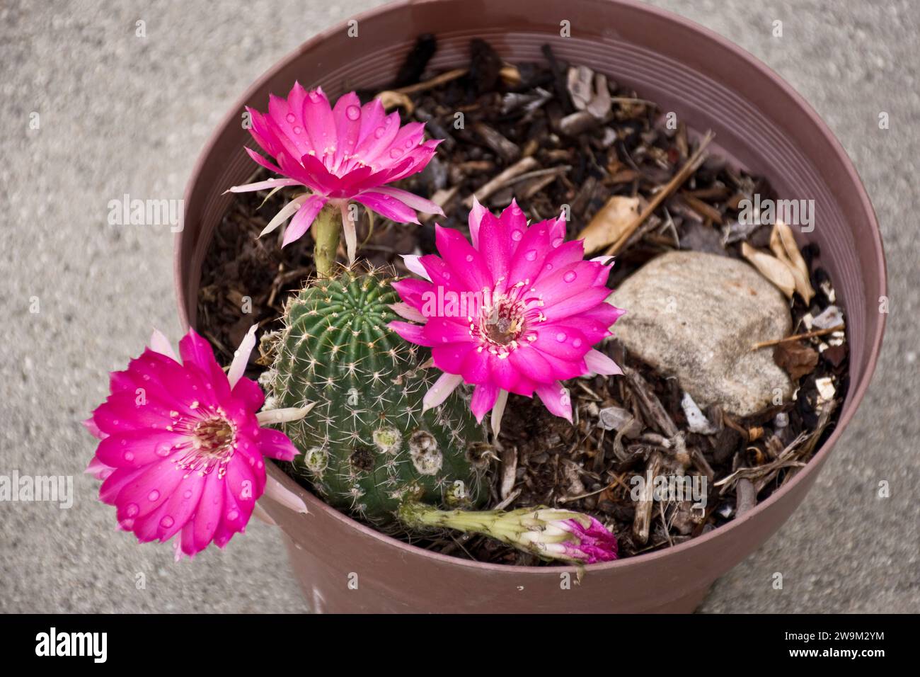 Kaktus mit rosa blten -Fotos und -Bildmaterial in hoher Auflsung  Alamy