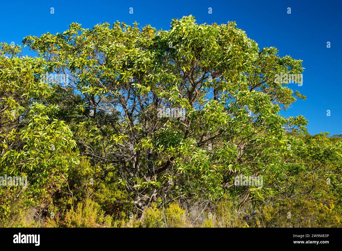 KOA entlang der Mauna Loa Road, Hawaii Volcanoes National Park, Hawaii Stockfoto