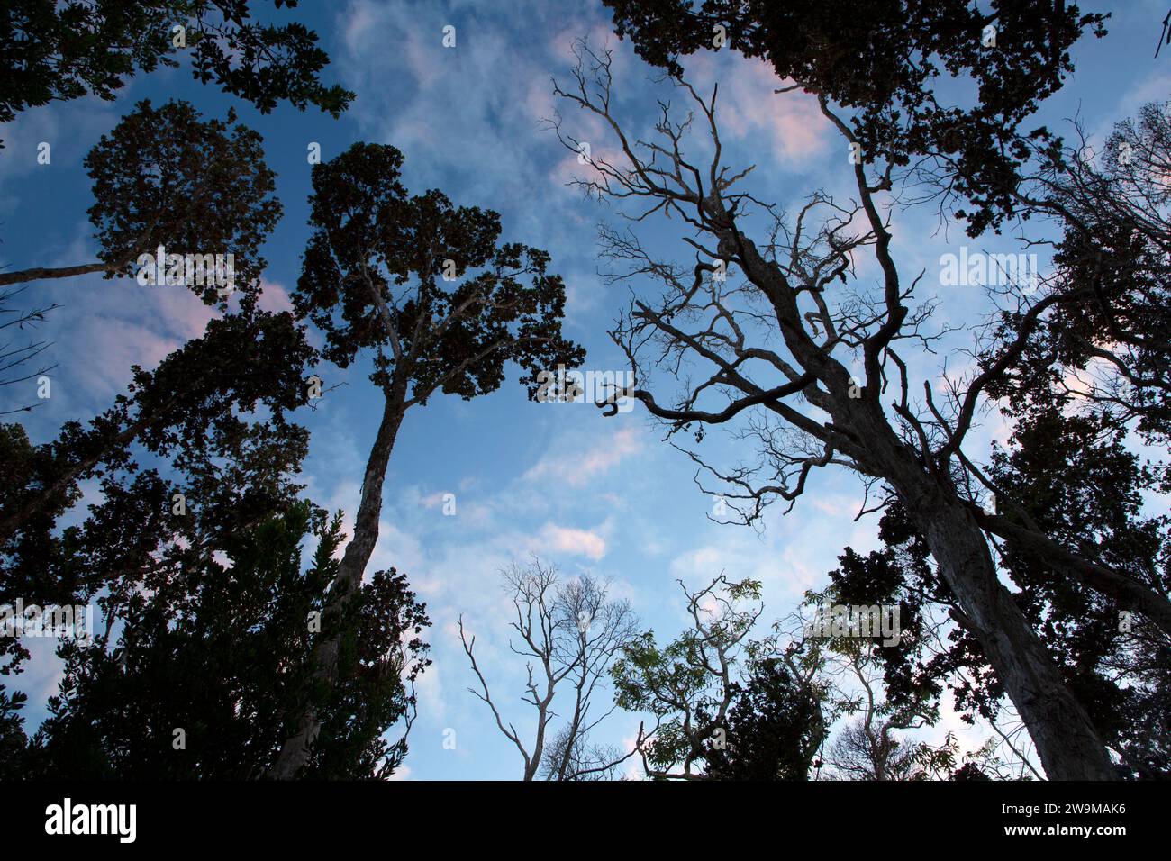 Silhouette der Baumkronen entlang des Crater Rim Trail, Hawaii Volcanoes National Park, Hawaii Stockfoto