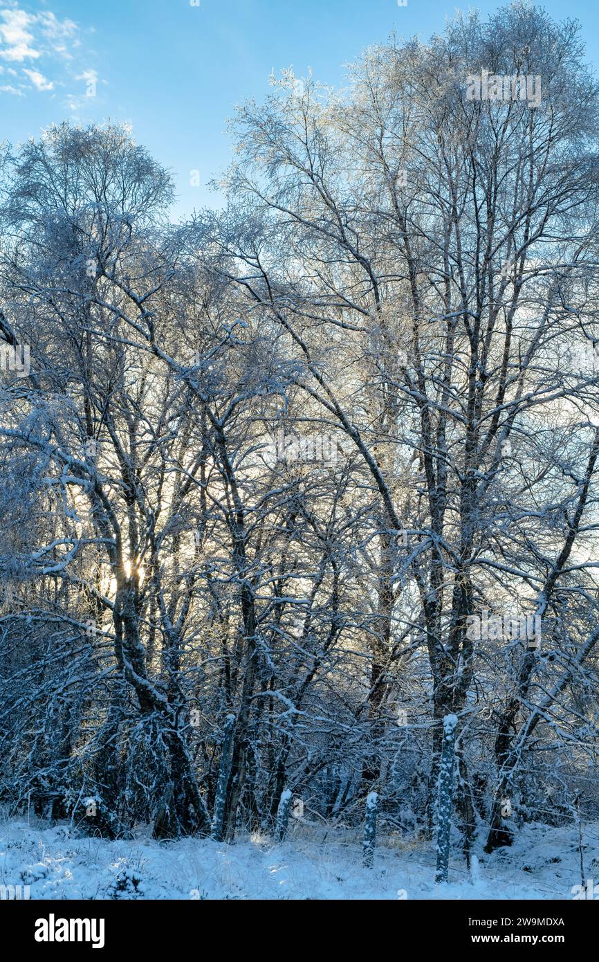 Sonne, die durch schneebedeckte Birken in der schottischen Landschaft kommt. Glen Brown, Cairngorms, Highlands, Schottland Stockfoto