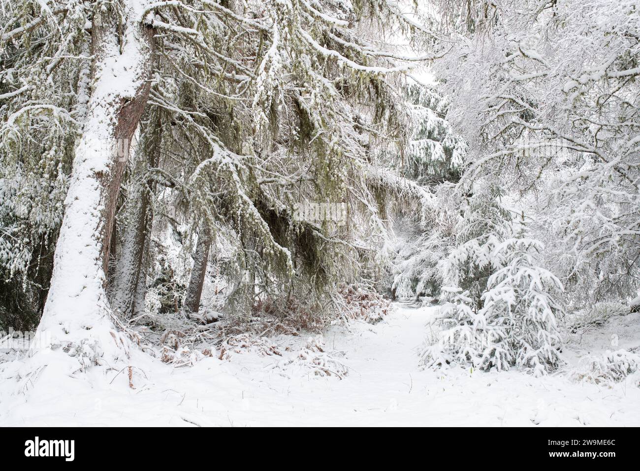 Schneebedeckter Fußweg durch einen Wald. Grantown auf Spey, Morayshire, Schottland Stockfoto