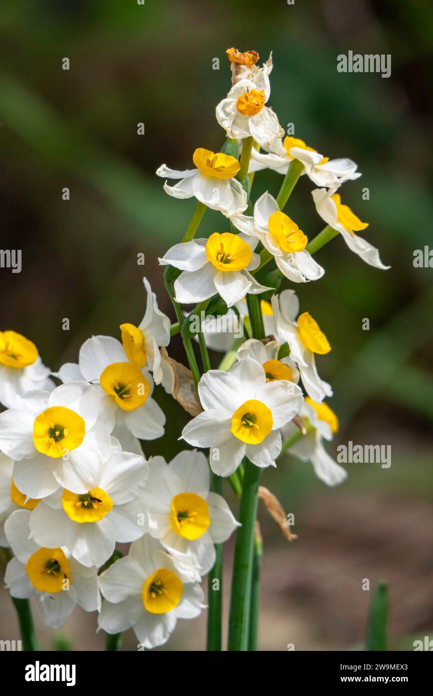 Frühlingsblüte von Waldnarzissen. Weiße und gelbe Narcissus tazetta Blüten auf einem verschwommenen Hintergrund Stockfoto