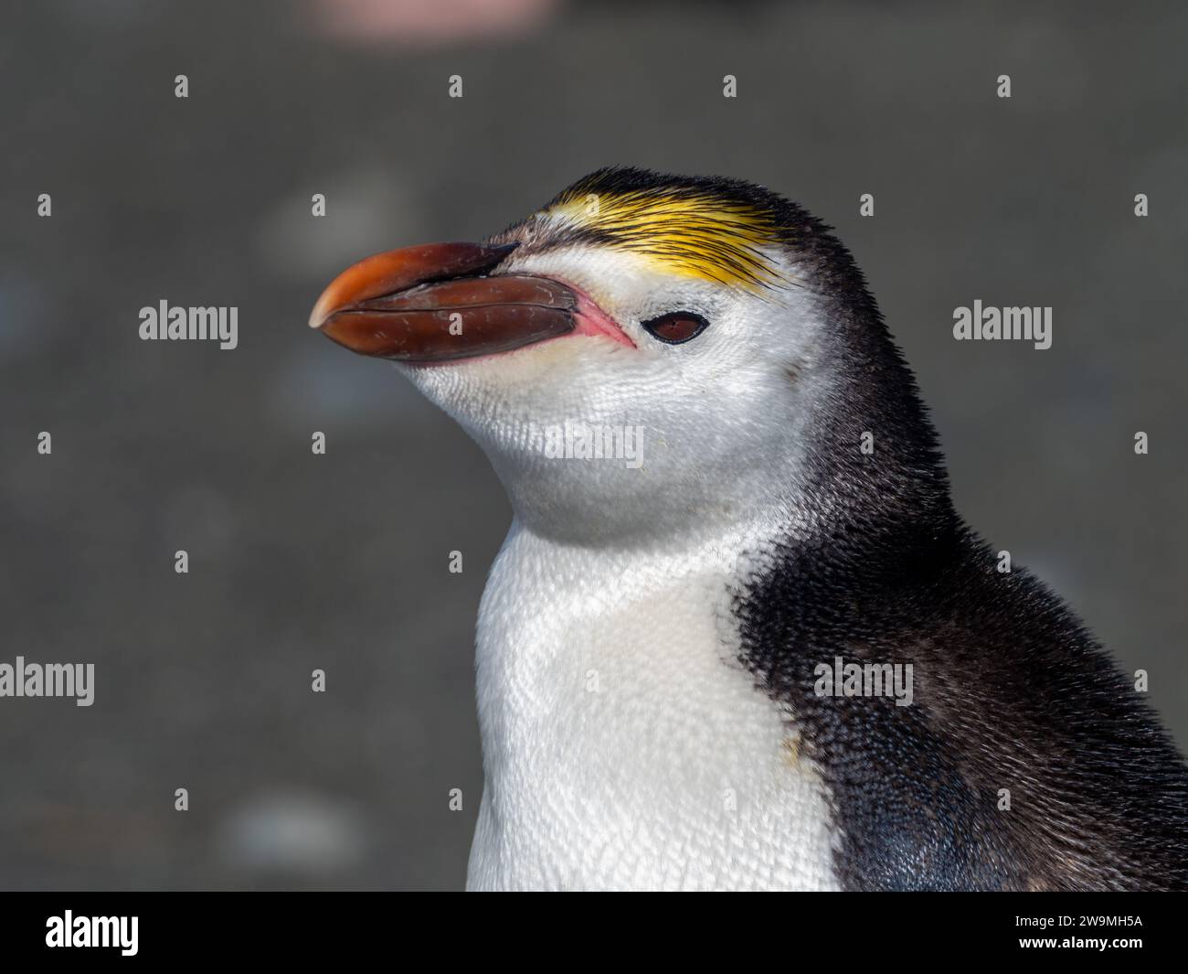 Royal Penguin, Eudyptes schlegeli, Zucht auf Macquarie Island, Australien Stockfoto