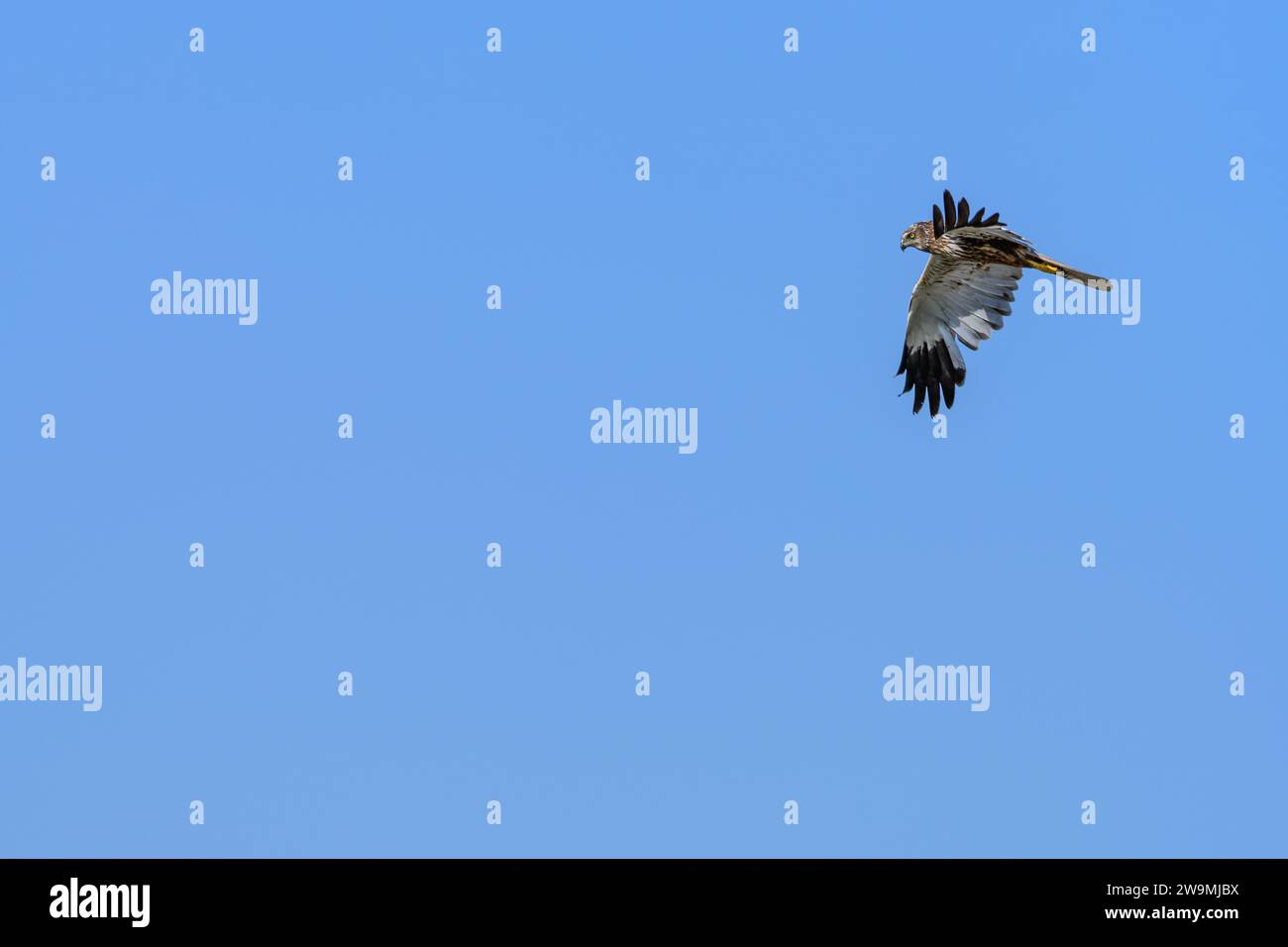 Westliche sumpfweide oder Circus aeruginosus aus der Familie Accipitridae Stockfoto