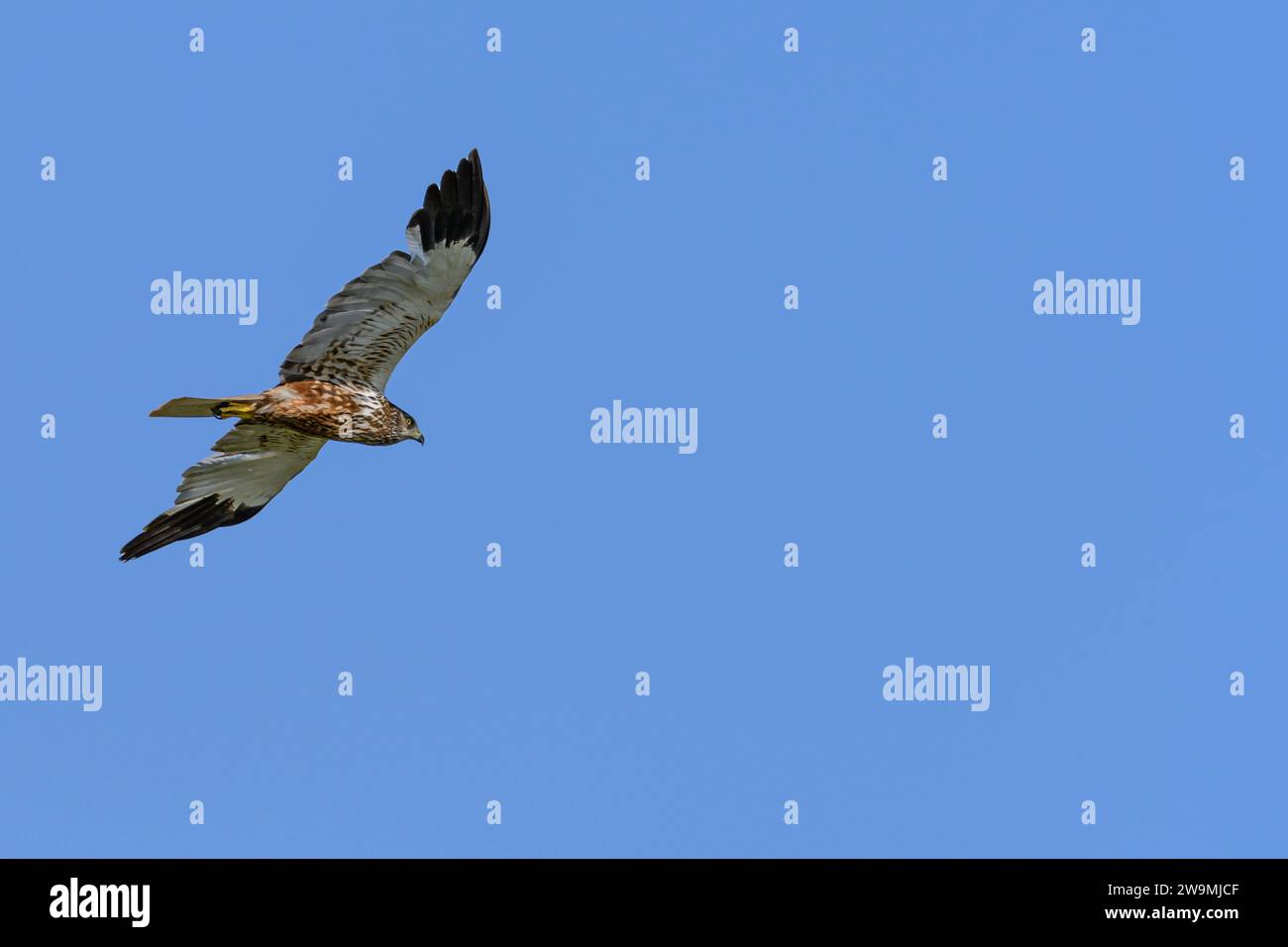 Westliche sumpfweide oder Circus aeruginosus aus der Familie Accipitridae Stockfoto