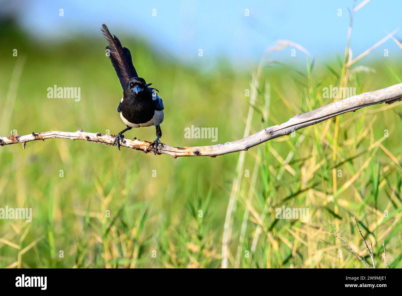 Pica pica ist eine Art von Passerinvögeln aus der Familie der Corvidae Stockfoto