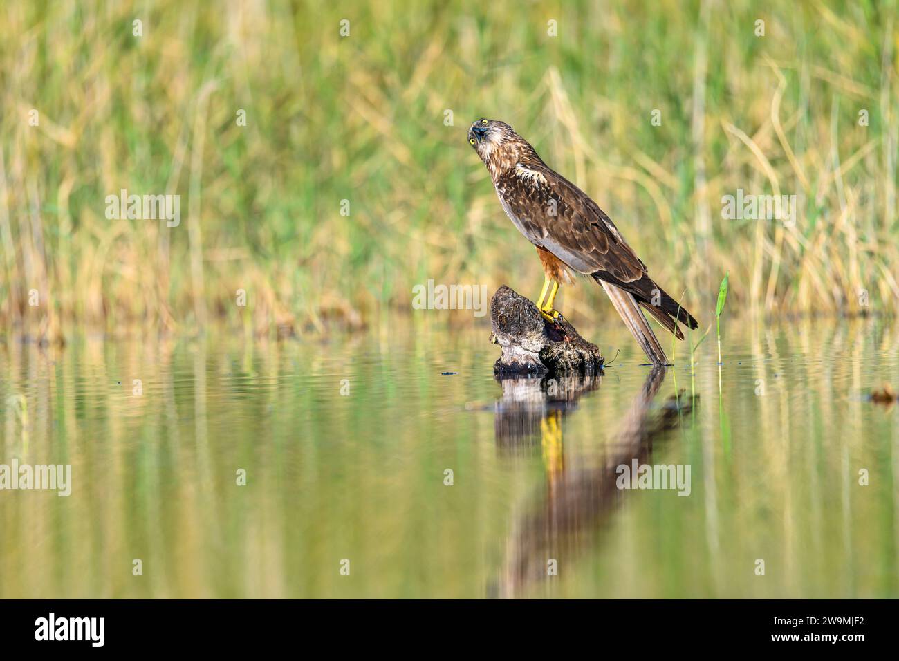 Westliche sumpfweide oder Circus aeruginosus aus der Familie Accipitridae Stockfoto