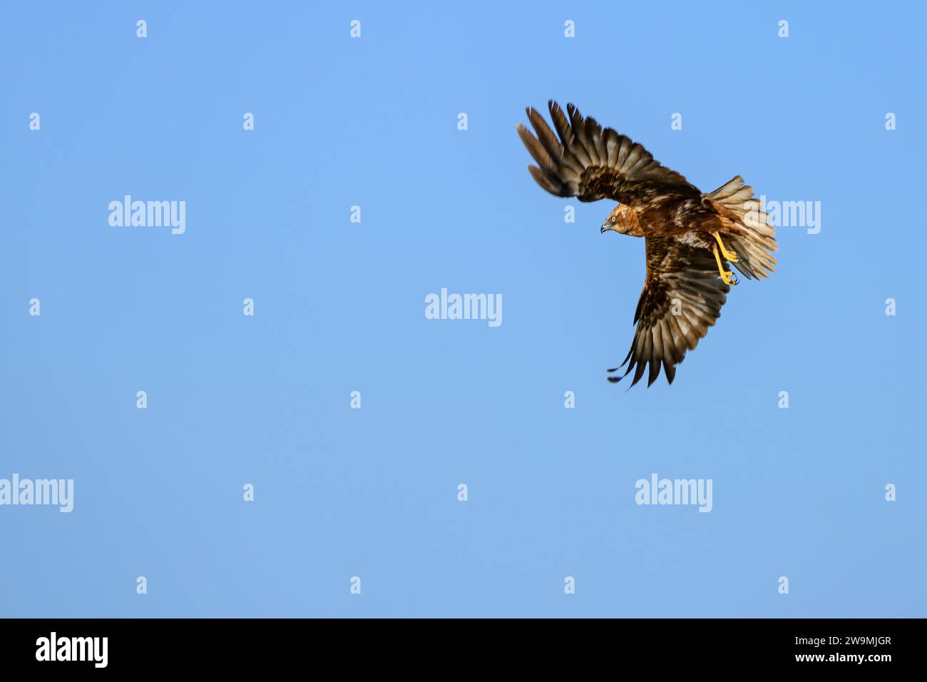 Westliche sumpfweide oder Circus aeruginosus aus der Familie Accipitridae Stockfoto