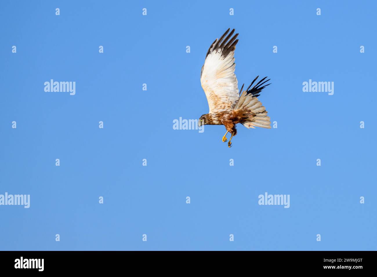 Westliche sumpfweide oder Circus aeruginosus aus der Familie Accipitridae Stockfoto