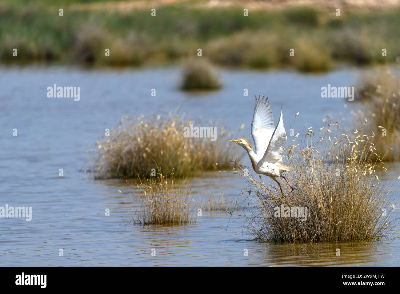 Der Krabbenreiher (Ardeola ralloides) ist eine Art von Pelecaniformes-Vogel aus der Familie der Ardeidae Stockfoto