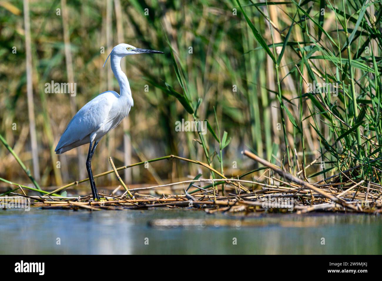 Reiher oder Egretta garzetta, Pelecaniformes Vogel der Familie Ardeidae Stockfoto