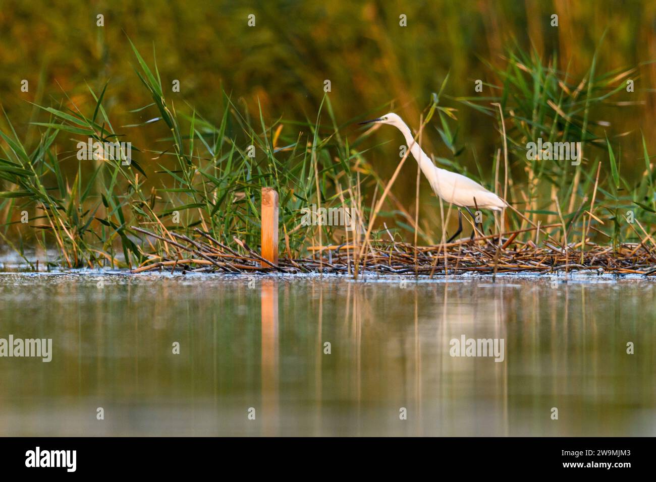 Reiher oder Egretta garzetta, Pelecaniformes Vogel der Familie Ardeidae Stockfoto