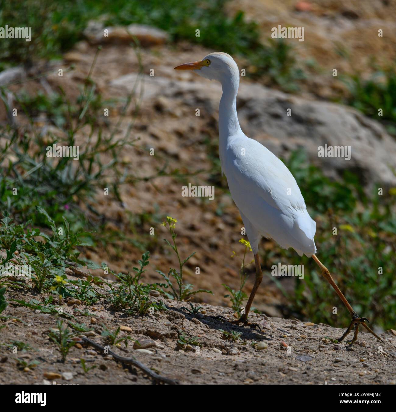 Der Krabbenreiher (Ardeola ralloides) ist eine Art von Pelecaniformes-Vogel aus der Familie der Ardeidae Stockfoto