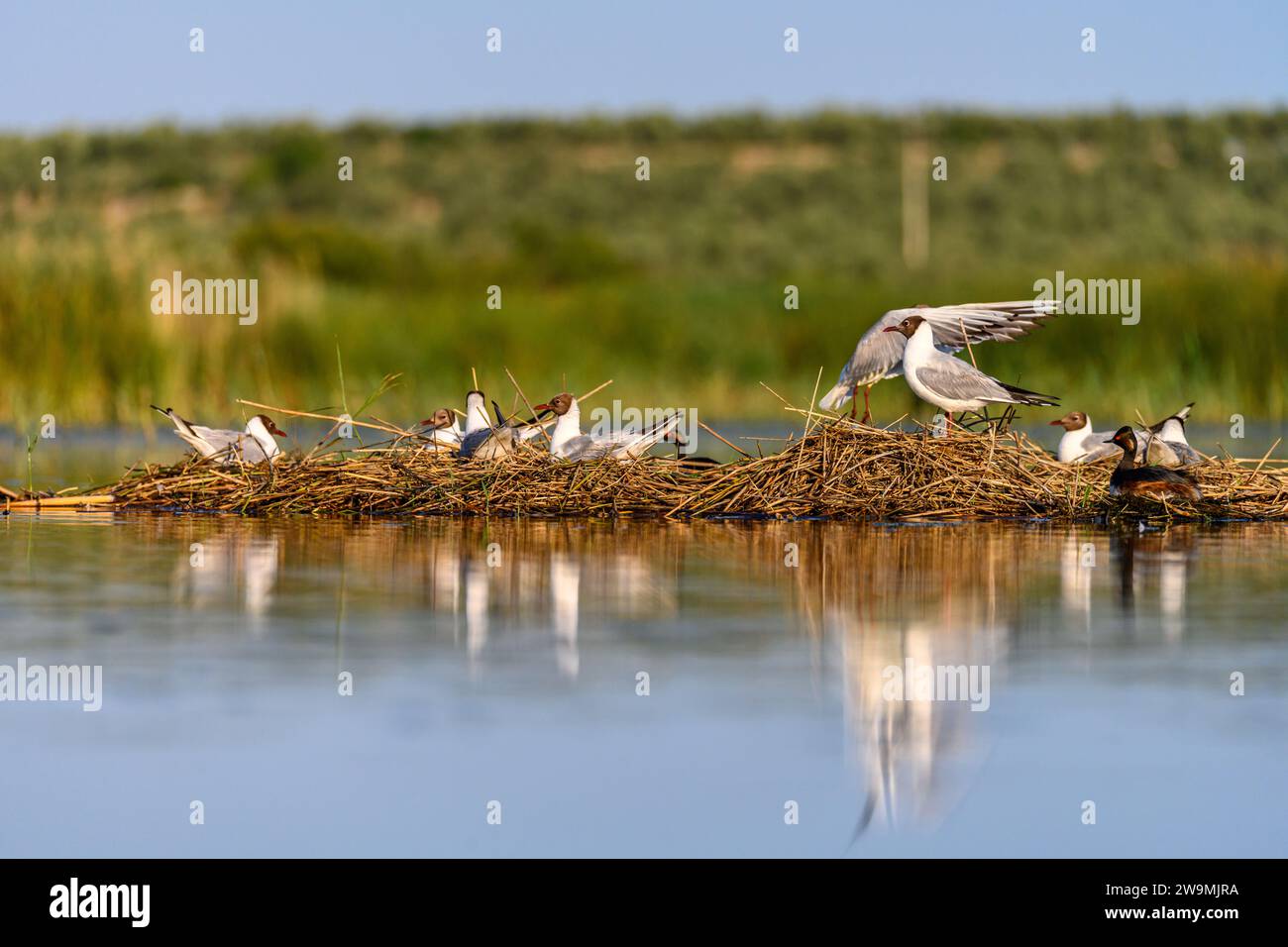 Die Schwarzmöwe oder Chroicocephalus ridibundus ist eine Art von schwarzgesichtigem Vogel aus der Familie der Laridae Stockfoto