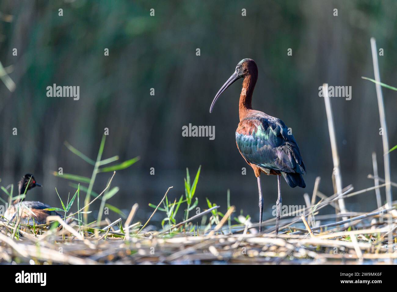 Morito oder Plegadis falcinellus, ist eine Art von Pelecaniformes Vogel aus der Familie der Threskiornithidae Stockfoto