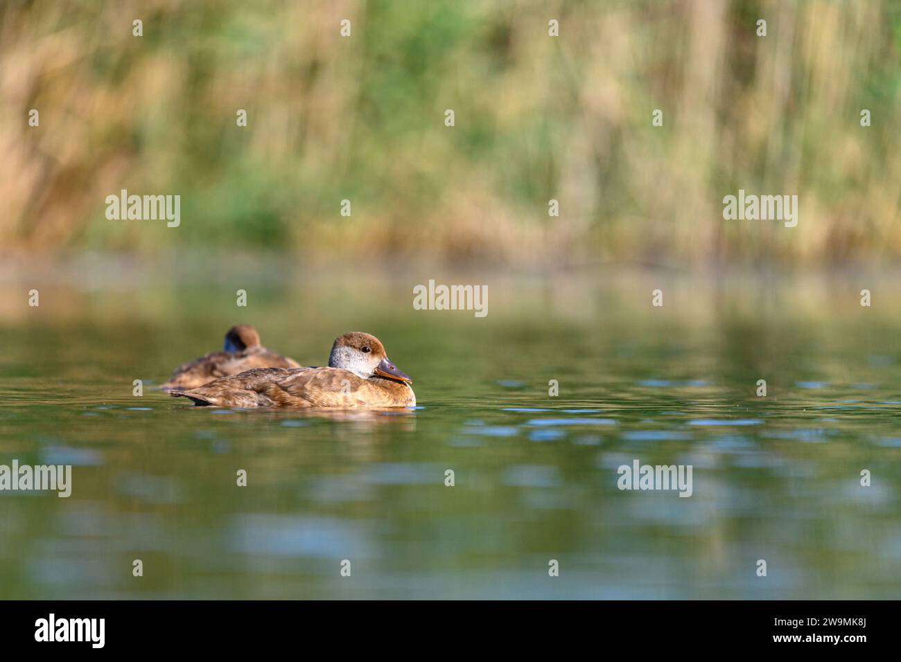 Rotente oder Netta rufina ist eine Art anseriformer Vogel aus der Familie der Anatidae Stockfoto