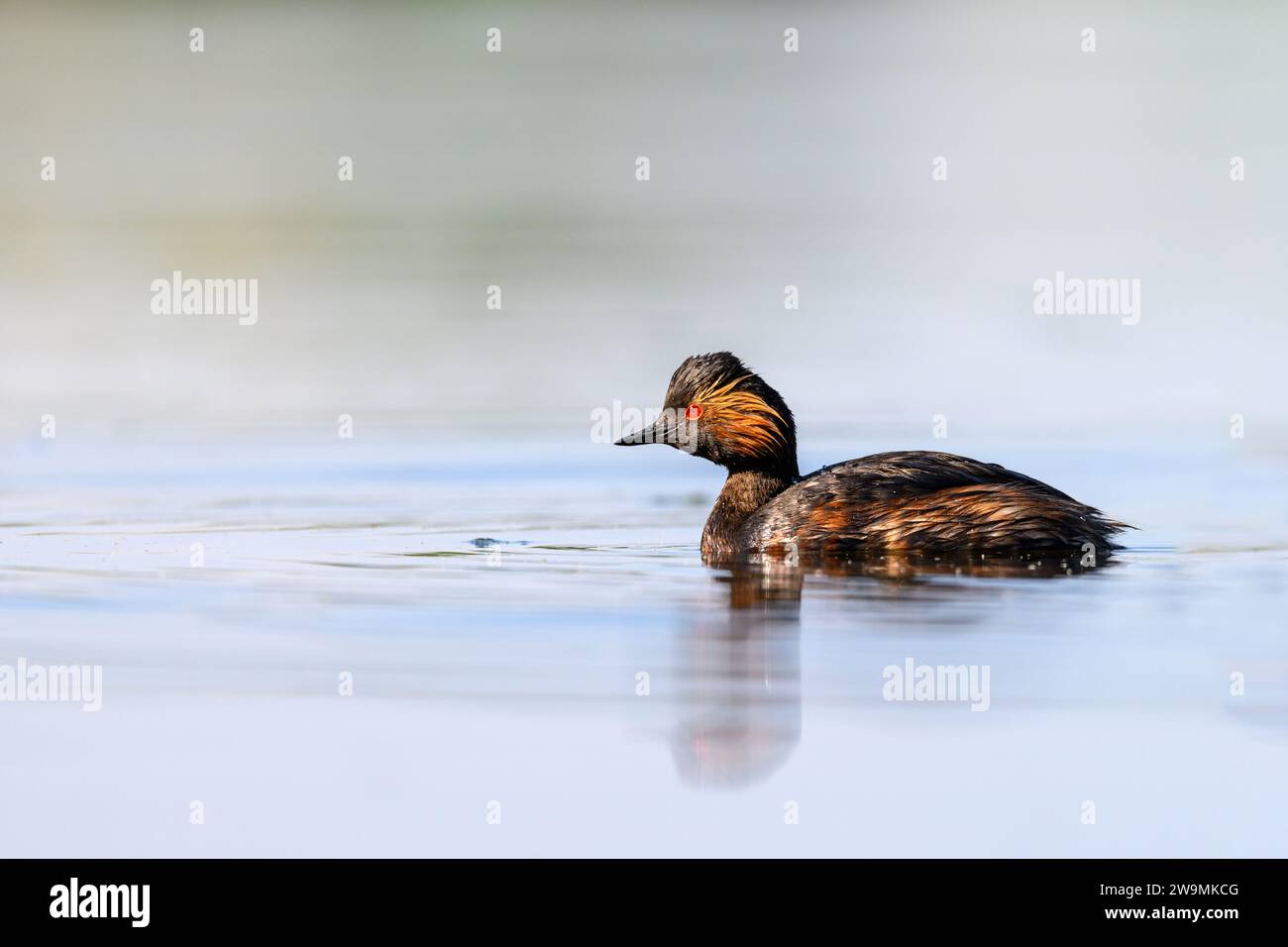 Schwarzhals-Grebe oder Podiceps nigricollis ist eine Art von podicipediformen Vögeln aus der Familie der Podicipedidae Stockfoto