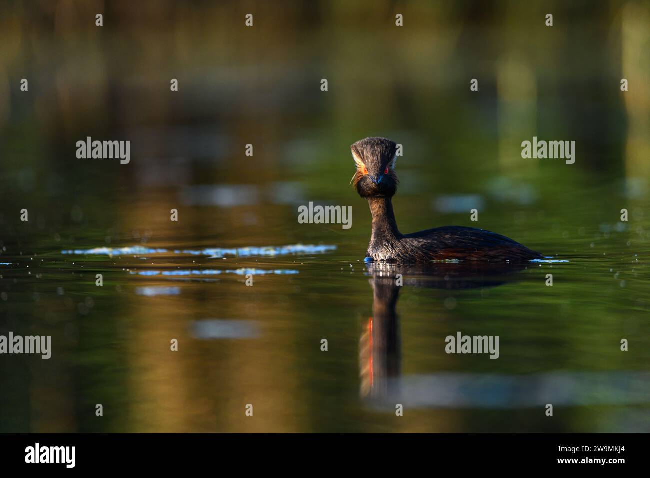 Schwarzhals-Grebe oder Podiceps nigricollis ist eine Art von podicipediformen Vögeln aus der Familie der Podicipedidae Stockfoto