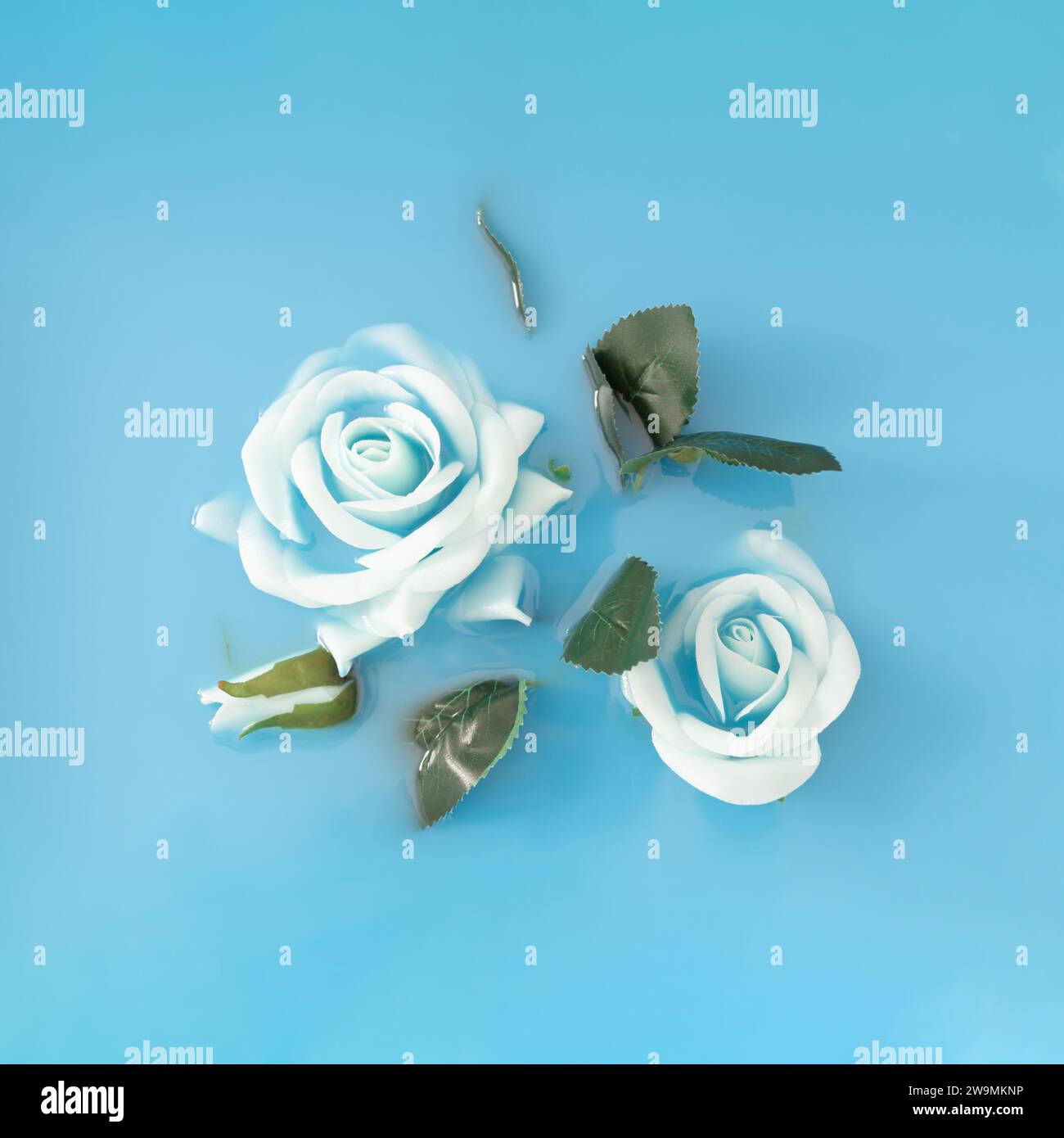 Frühlings- oder Sommerszene mit Rosenblüten im Wasser. Minimales Konzept und Einfachheit. Hintergrund der kreativen Natur. Flache Lagen. Blumenästhetik. Stockfoto