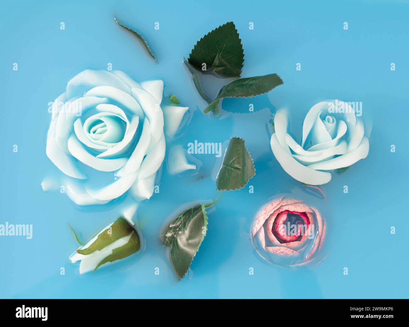 Frühlings- oder Sommerszene mit Rosenblüten im Wasser. Minimales Konzept und Einfachheit. Hintergrund der kreativen Natur. Flache Lagen. Blumenästhetik. Stockfoto