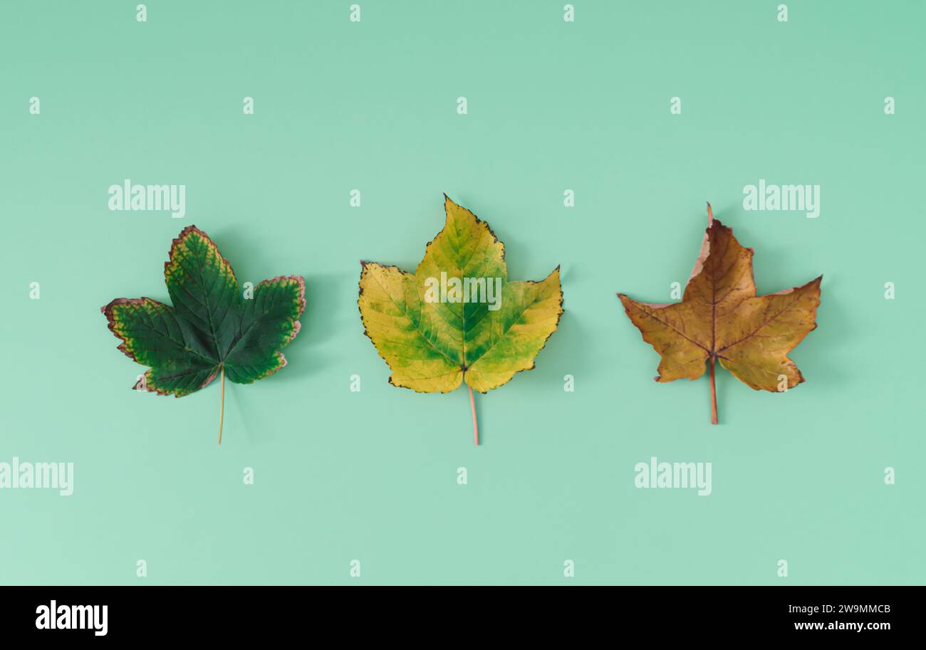 Kreatives Layout farbenfroher Herbstblätter auf pastellgrünem Hintergrund. Saisonkonzept. Minimale Herbst- oder Herbstidee. Herbstlicher ästhetischer Hintergrund. Stockfoto