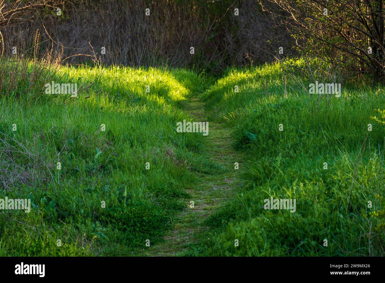 Grüner Grasweg in den Wald, beleuchtet von der natürlichen Lichtquelle. Sonniger Tag. Märchen, Konzept Stockfoto