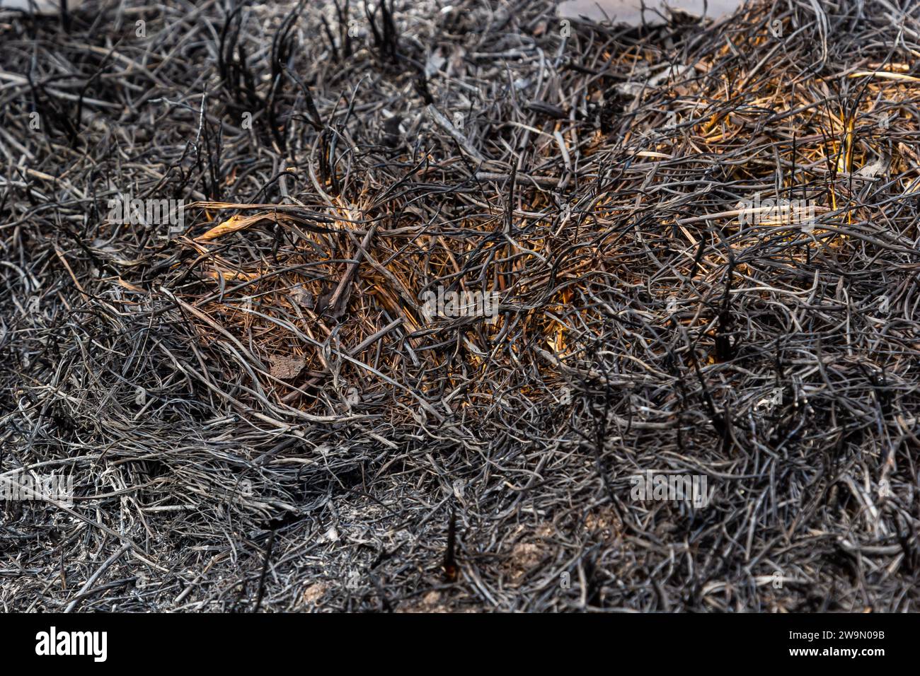 Verbrannter Waldboden mit Gras und Asche, Waldbrand. Im Frühjahr Gras zu verbrennen, ist ein ernstes Umweltproblem. Stockfoto