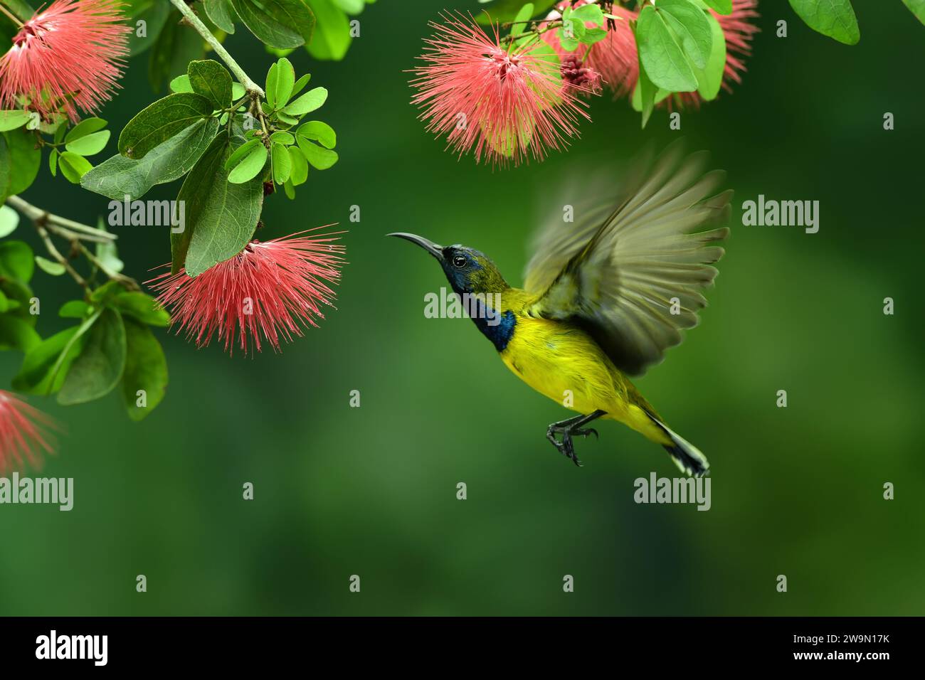 Nahaufnahme eines Vogels, der eine Blume bestäubt, Indonesien Stockfoto