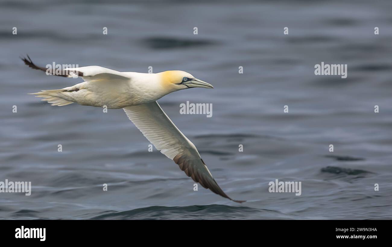 500px Foto-ID: 78360171 - Ein Gannet fliegt tief vor der Küste Northumberlands. Stockfoto