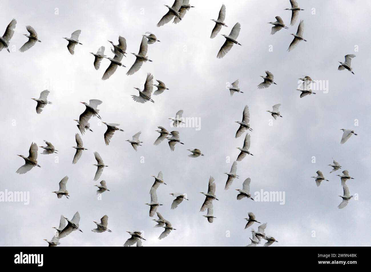 Eine Schar großer Reiher (Ardea albus) schwingt in der Nähe der kleinen Stadt Madresal in Chiapas, Mexiko, durch die Luft. Stockfoto