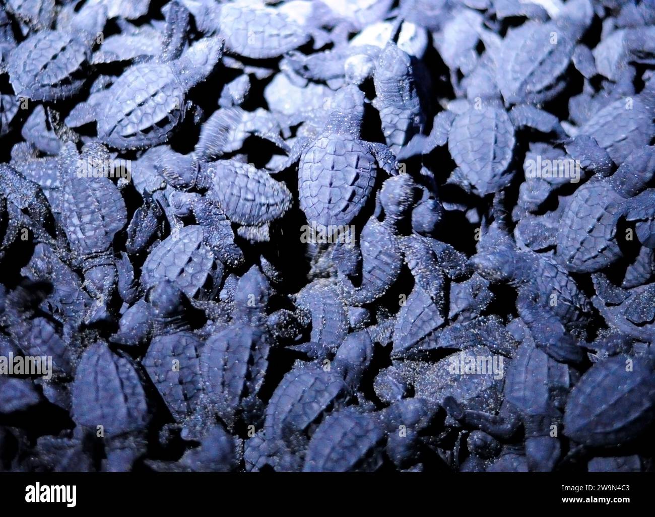 Ein Detail von Tausenden von Meeresschildkröten, die sich übereinander krabbeln, bevor sie in der kleinen Stadt Madresal in Chiapas, Mexiko, ins Meer gelangen. Stockfoto