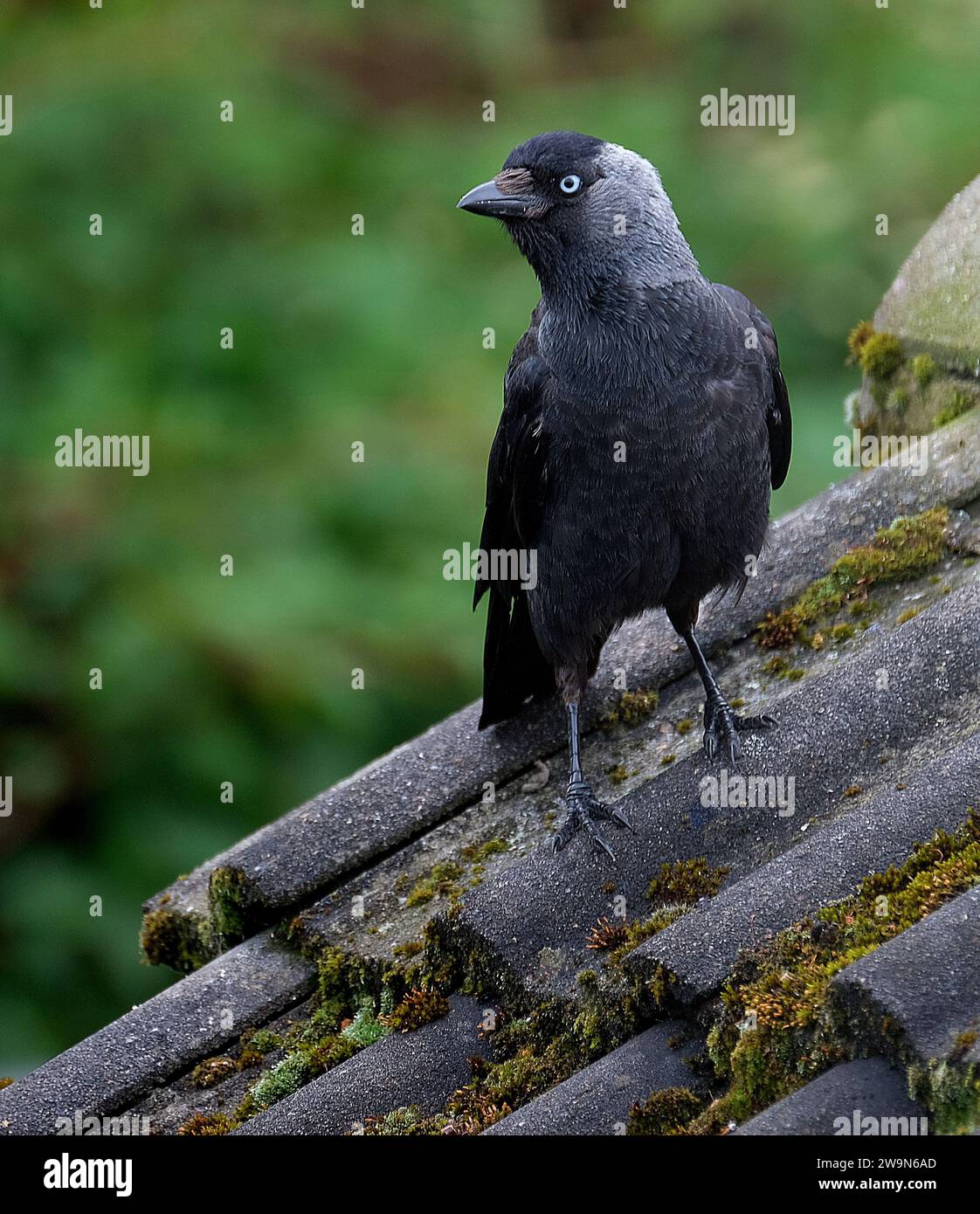 Jackdaw im städtischen Hausgarten auf der Suche nach Essen. Stockfoto