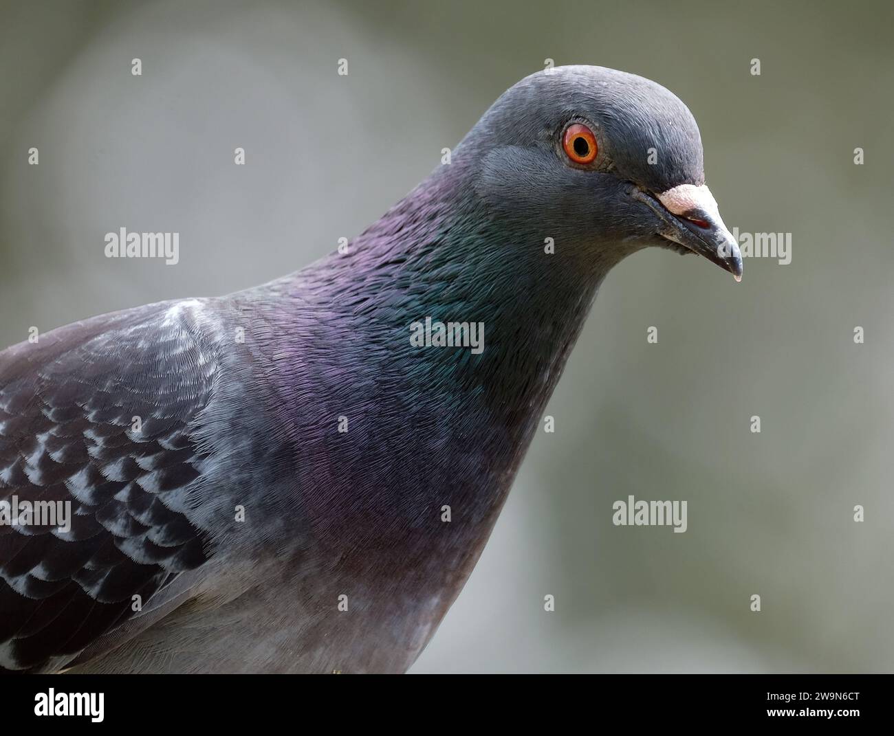 Feraltaube im städtischen Hausgarten auf der Suche nach Essen. Stockfoto