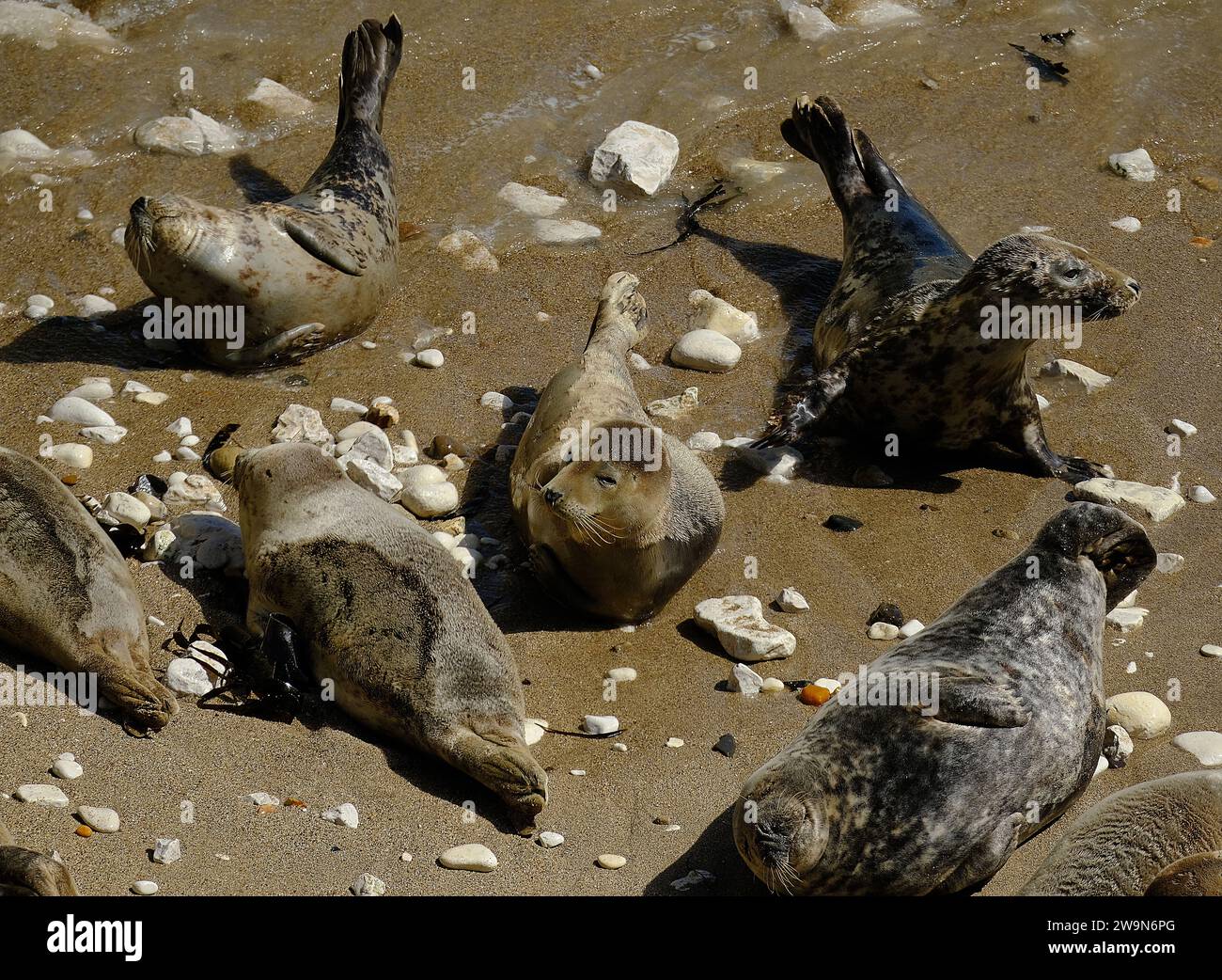 Pinnipeds, allgemein bekannt als Robben, sind eine weit verbreitete und vielfältige Gruppe fleischfressender, flossenfüßiger, halbaquatischer, meist Meeressäuger Stockfoto