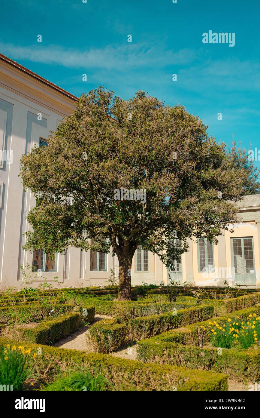 Großer grüner Baum in einem Boboli-Garten. Das Rittergebäude und Rampart. Florenz, Toskana. Italien Stockfoto