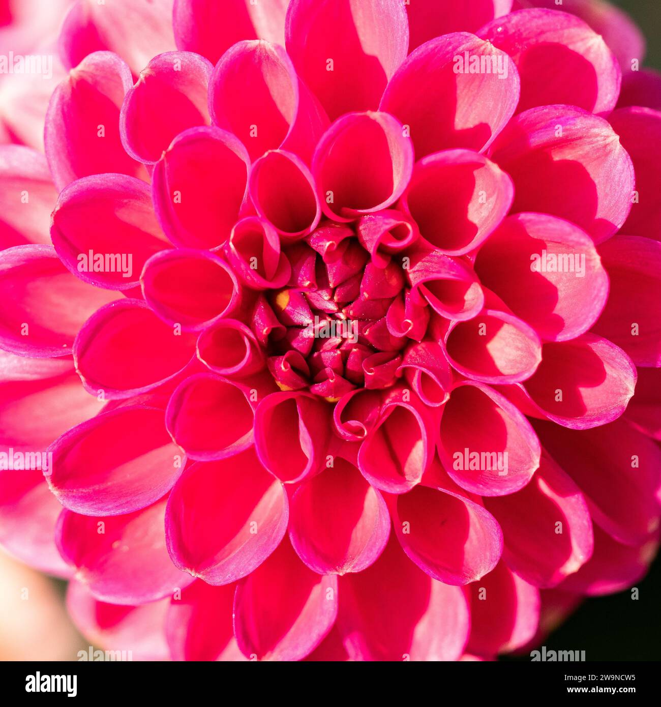 Ein Rahmen, der Nahaufnahme einer Dahlienblume füllt Stockfoto