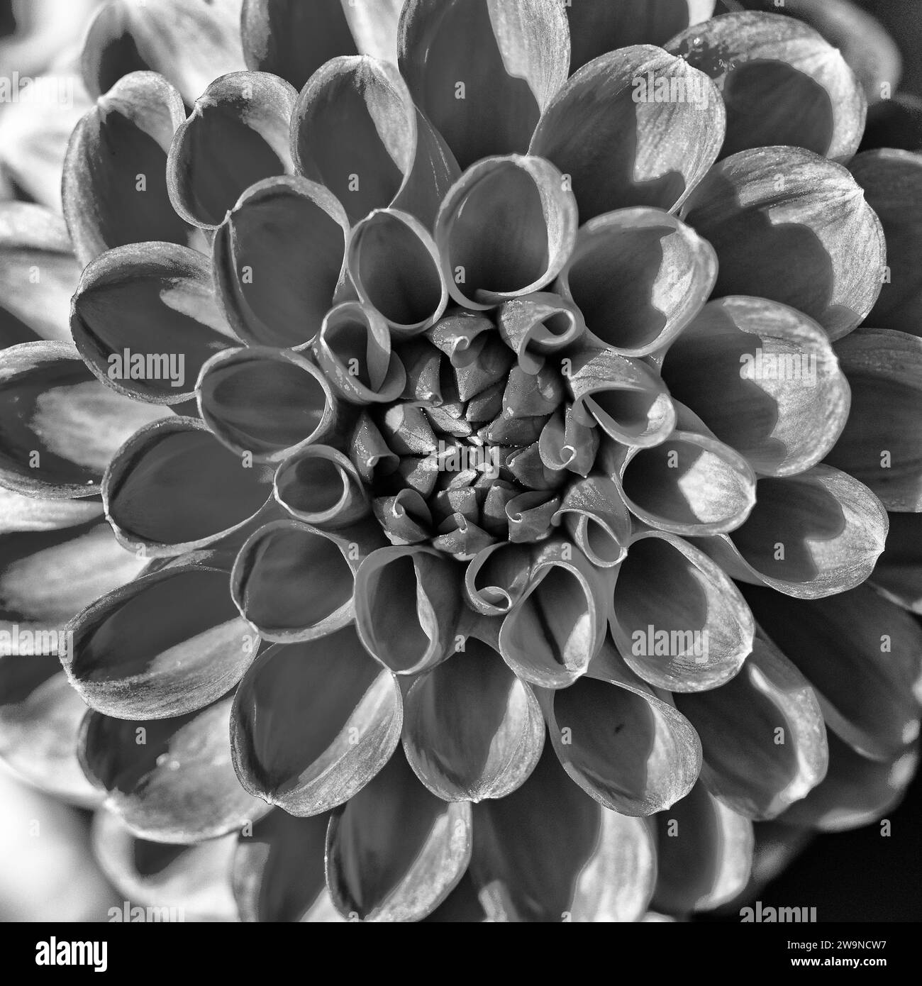 Ein Rahmen, der Nahaufnahme einer Dahlienblume füllt Stockfoto