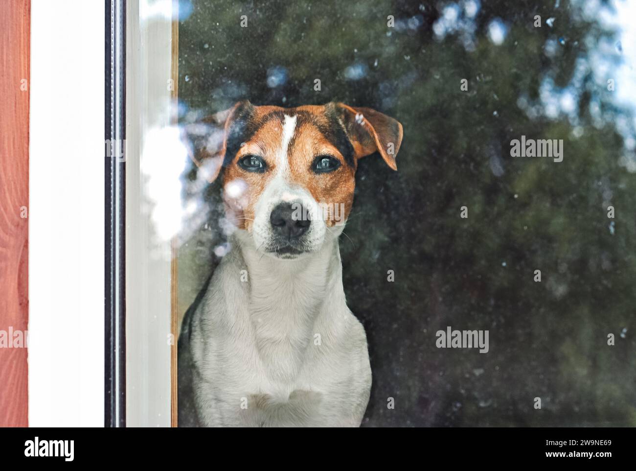 Alarm Jack Russell Terrier schaut durch eine Glastür. Wartet auf seinen Mann. Haustier allein Konzept Stockfoto