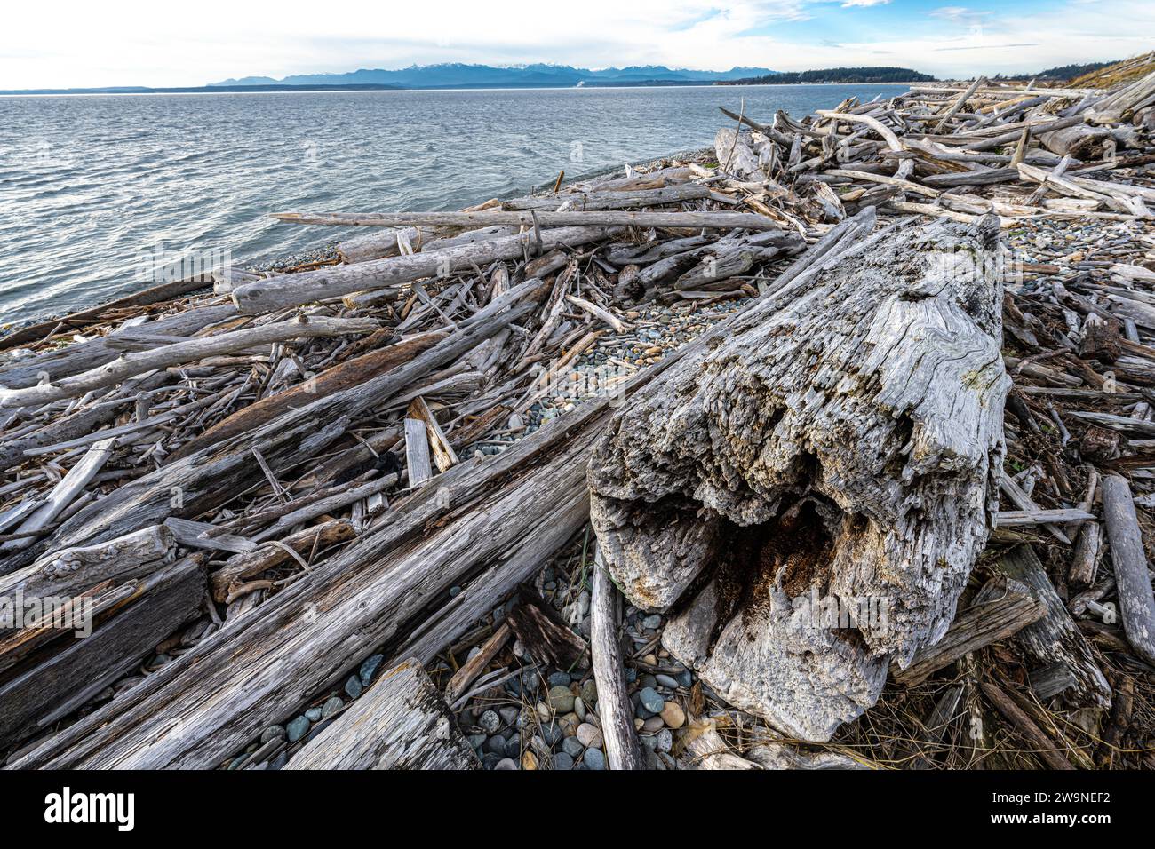 Driftwood Park auf Whidbey Island, WA Stockfoto